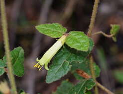 Image of Correa reflexa var. lobata Paul G. Wilson