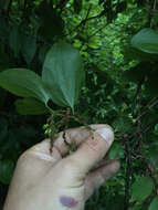 Smilax rotundifolia L. resmi