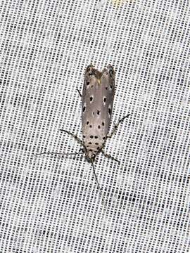 Image of Ethmia circumdatella Walker 1863