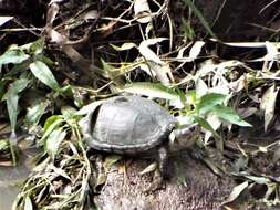 Image of Mexican Mud Turtle