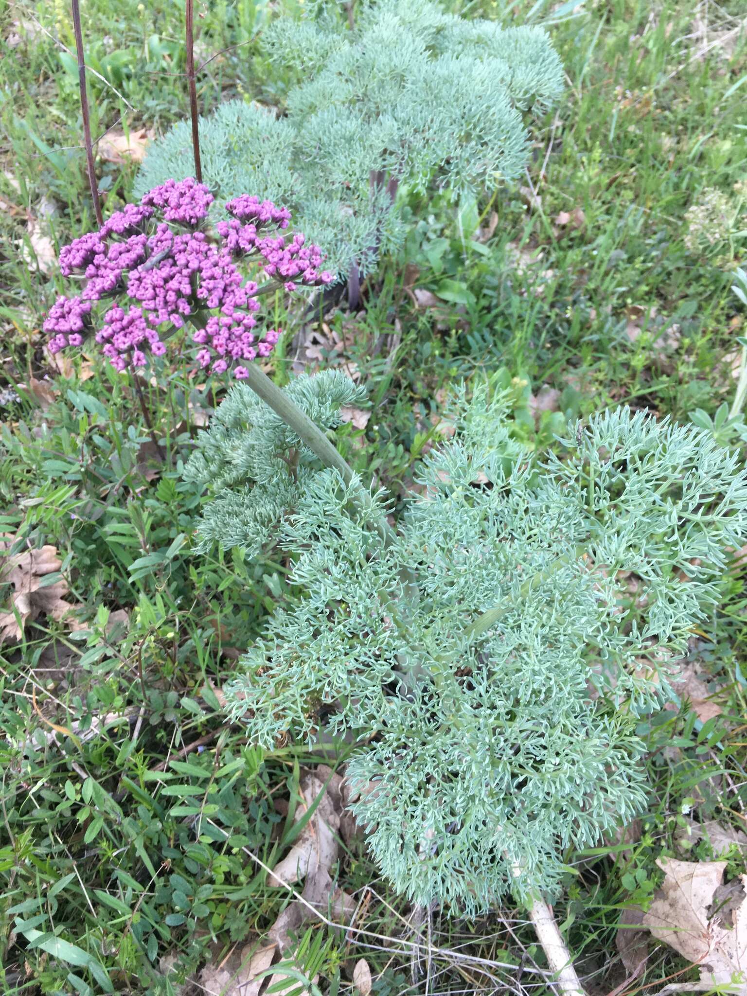 Imagem de Lomatium columbianum Mathias & Constance