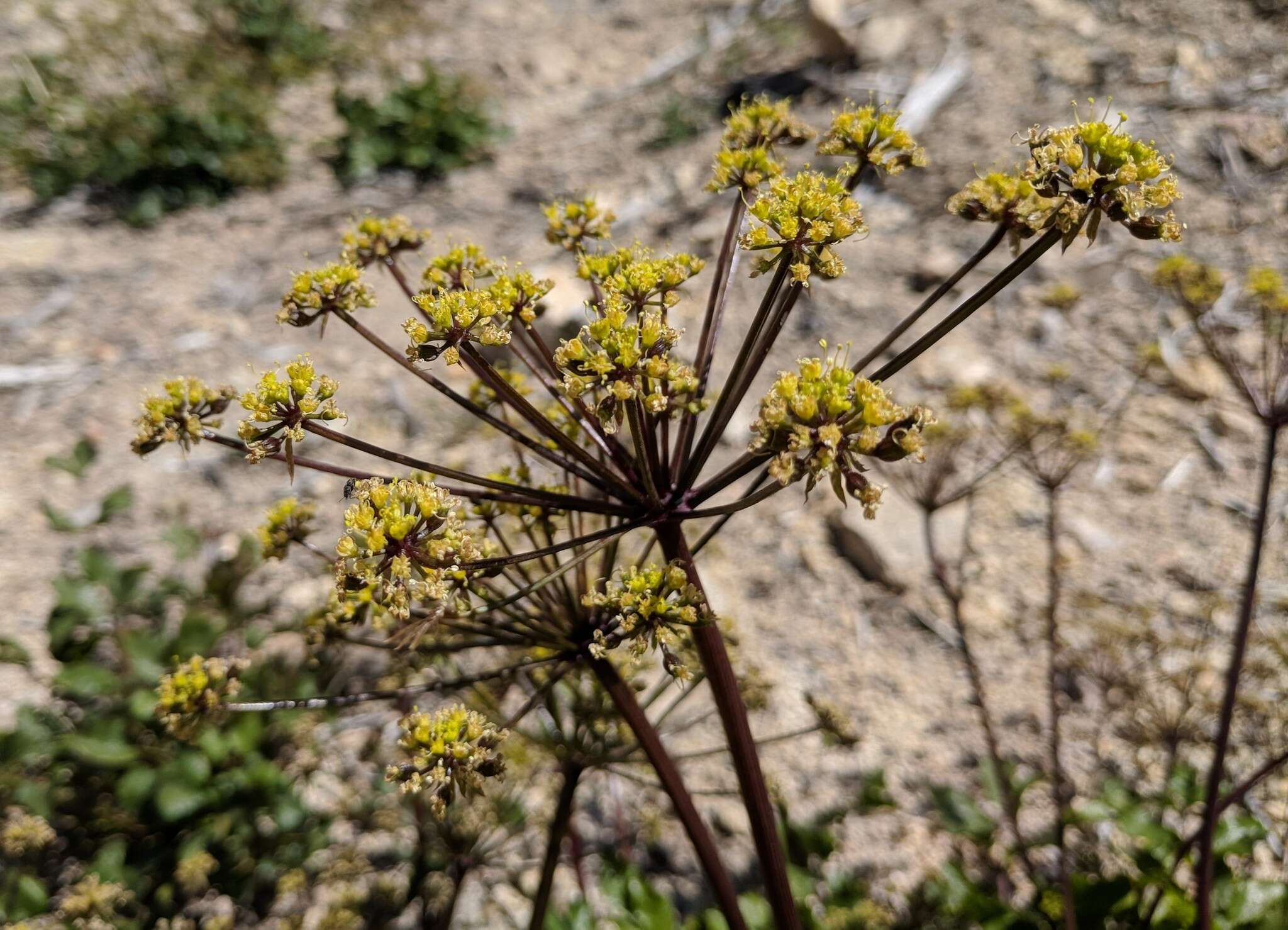 Image of southern umbrellawort