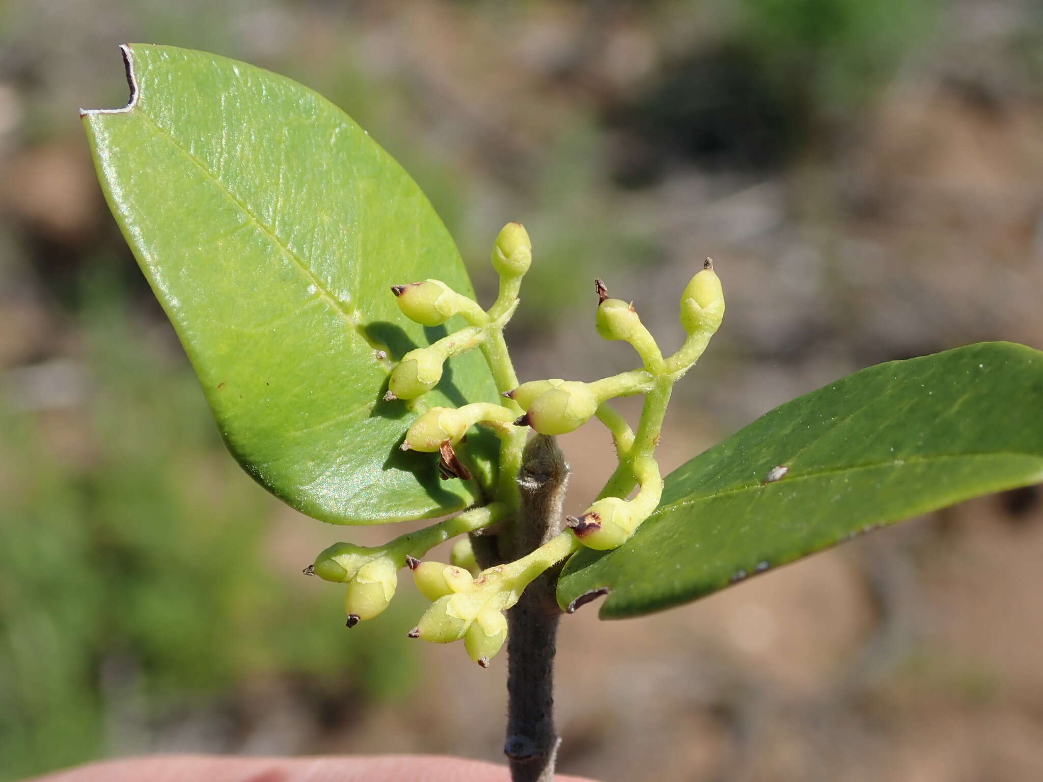 Image of Noronhia foveolata subsp. tomentella (I. Verd.) Hong-Wa & Besnard