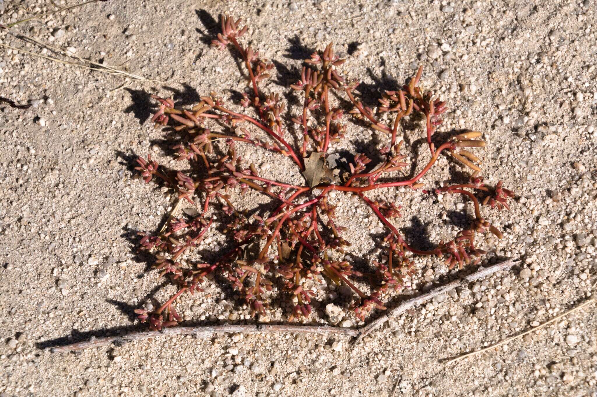 Image of silkcotton purslane