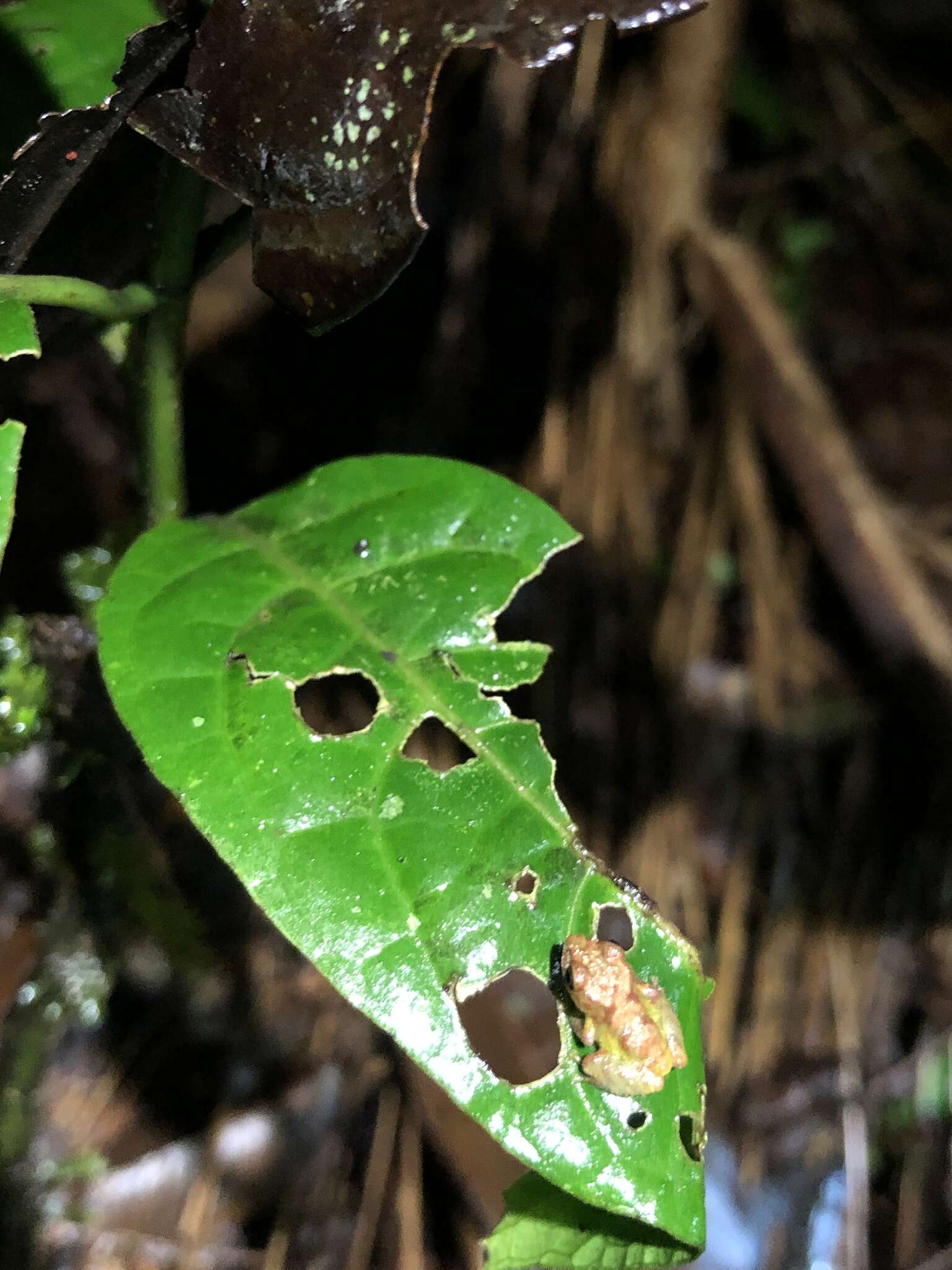 Image de Pristimantis diadematus (Jiménez de la Espada 1875)