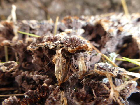 Слика од Thelephora terrestris Ehrh. 1787