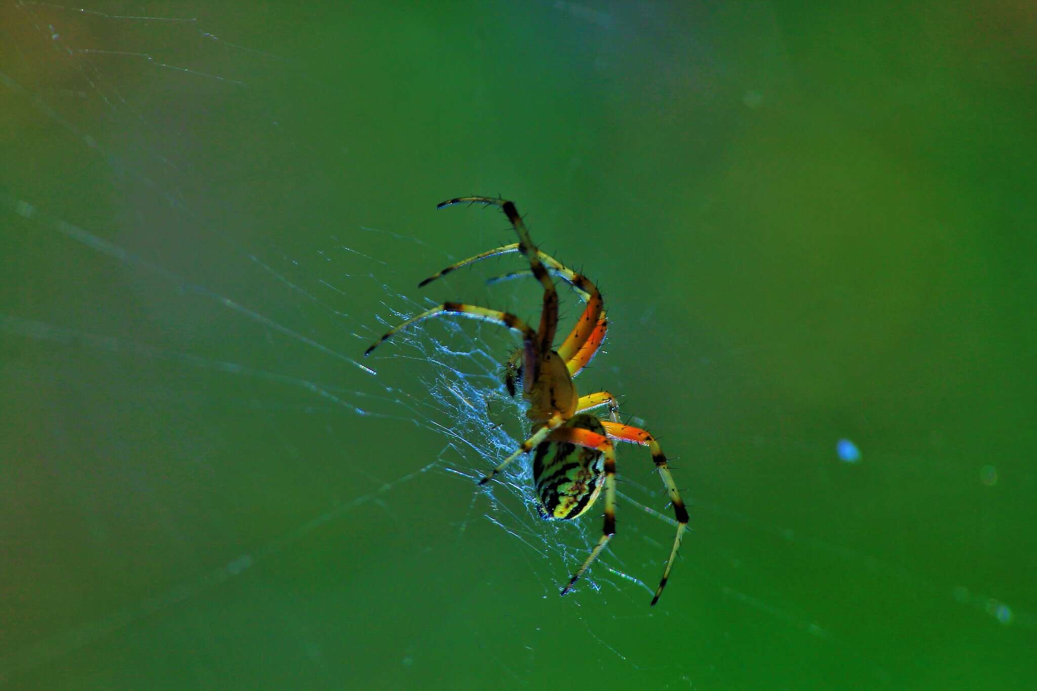 Image of Neoscona adianta (Walckenaer 1802)