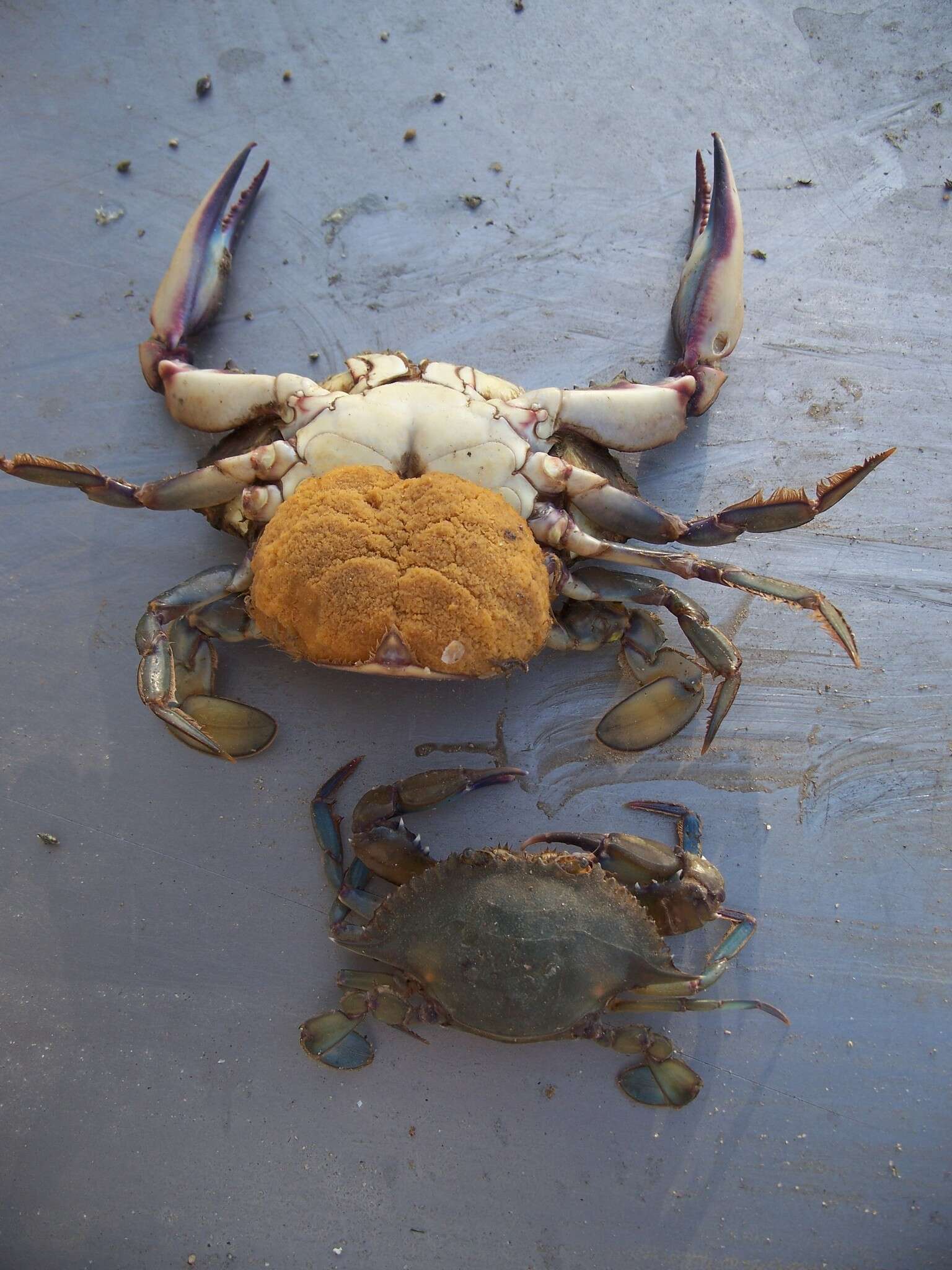 Image of arched swimming crab