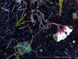 Image of Crassula saxifraga Harv.