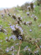 Image of Wahlenbergia capitata (Baker) Thulin