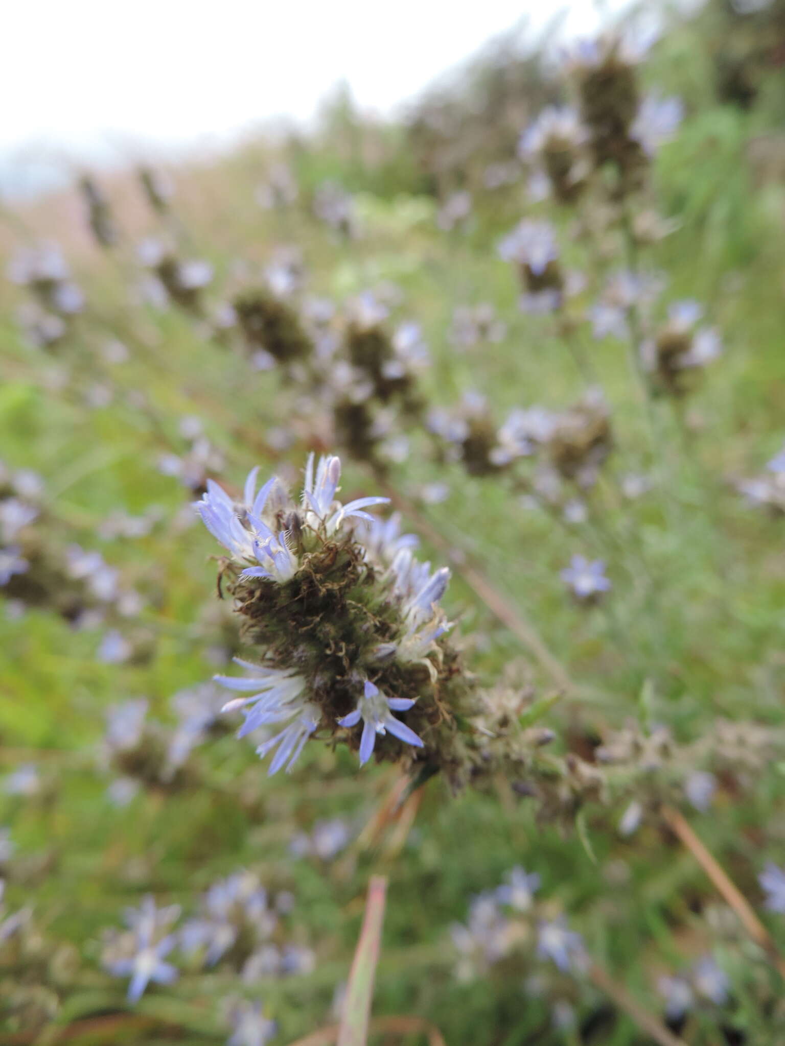 Imagem de Wahlenbergia capitata (Baker) Thulin