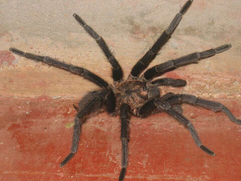 Image of Costa Rican Bluefront Tarantula