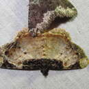 Image of Cassephyra lamprosticta Hampson 1895
