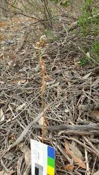 Image of Pterostylis lepida (D. L. Jones) G. N. Backh.