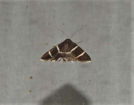 Image of Grammodes justa Walker 1858