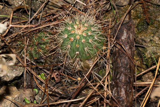 Image de Echinocereus acifer (Otto ex Salm-Dyck) Lem.