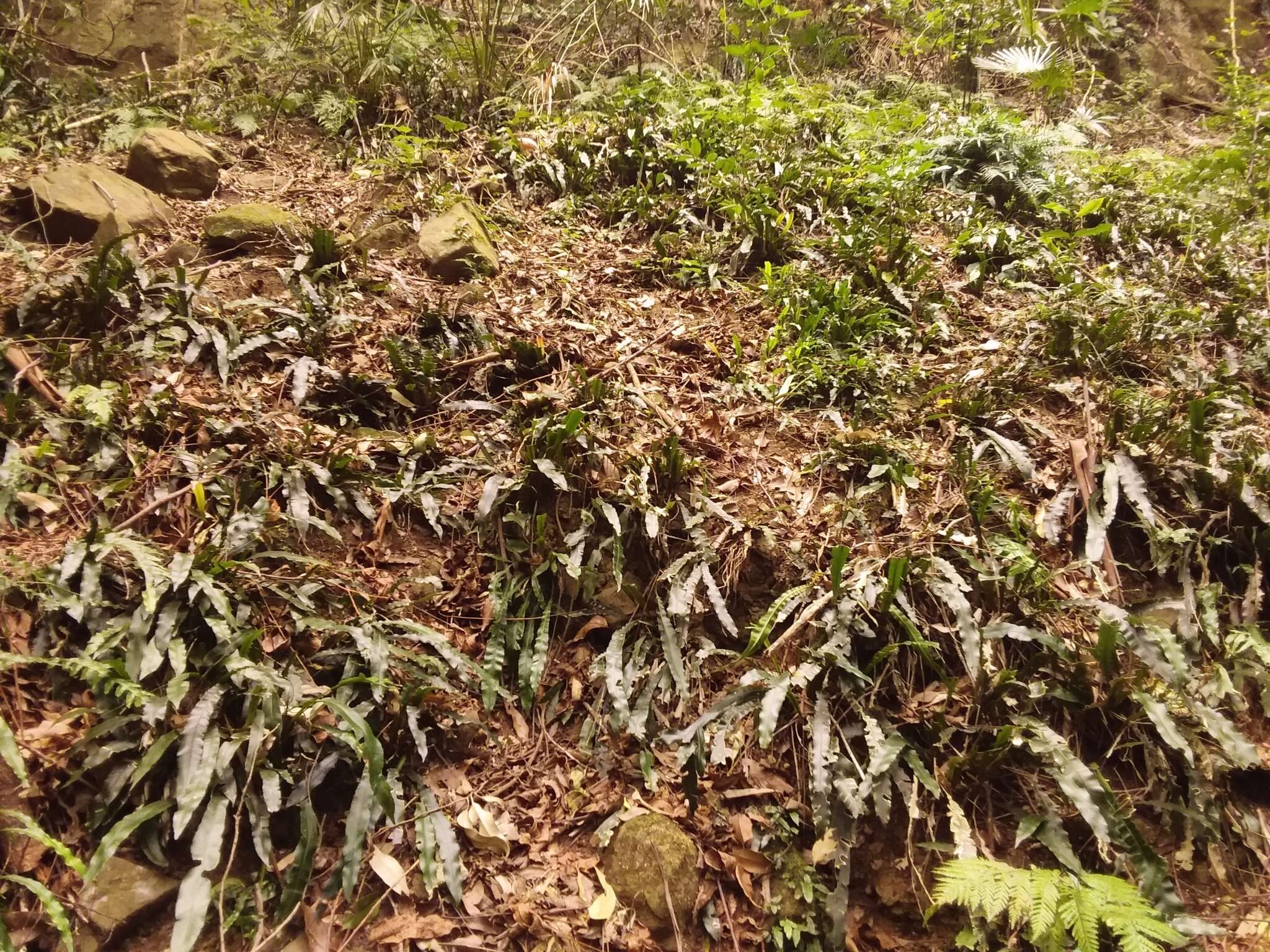 Plancia ëd Austroblechnum patersonii (R. Br.) Gasper & V. A. O. Dittrich