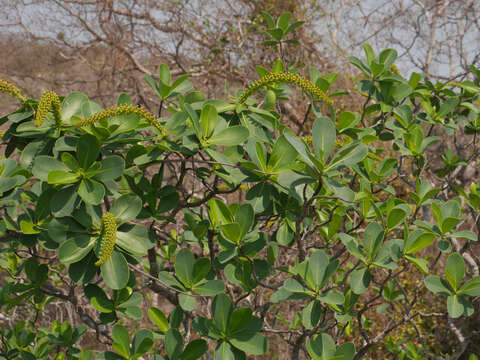 Image of Norantea guianensis var. goyasensis (Cambess.) G. L. Ferreira