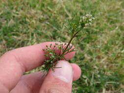 Image of marsh parsley