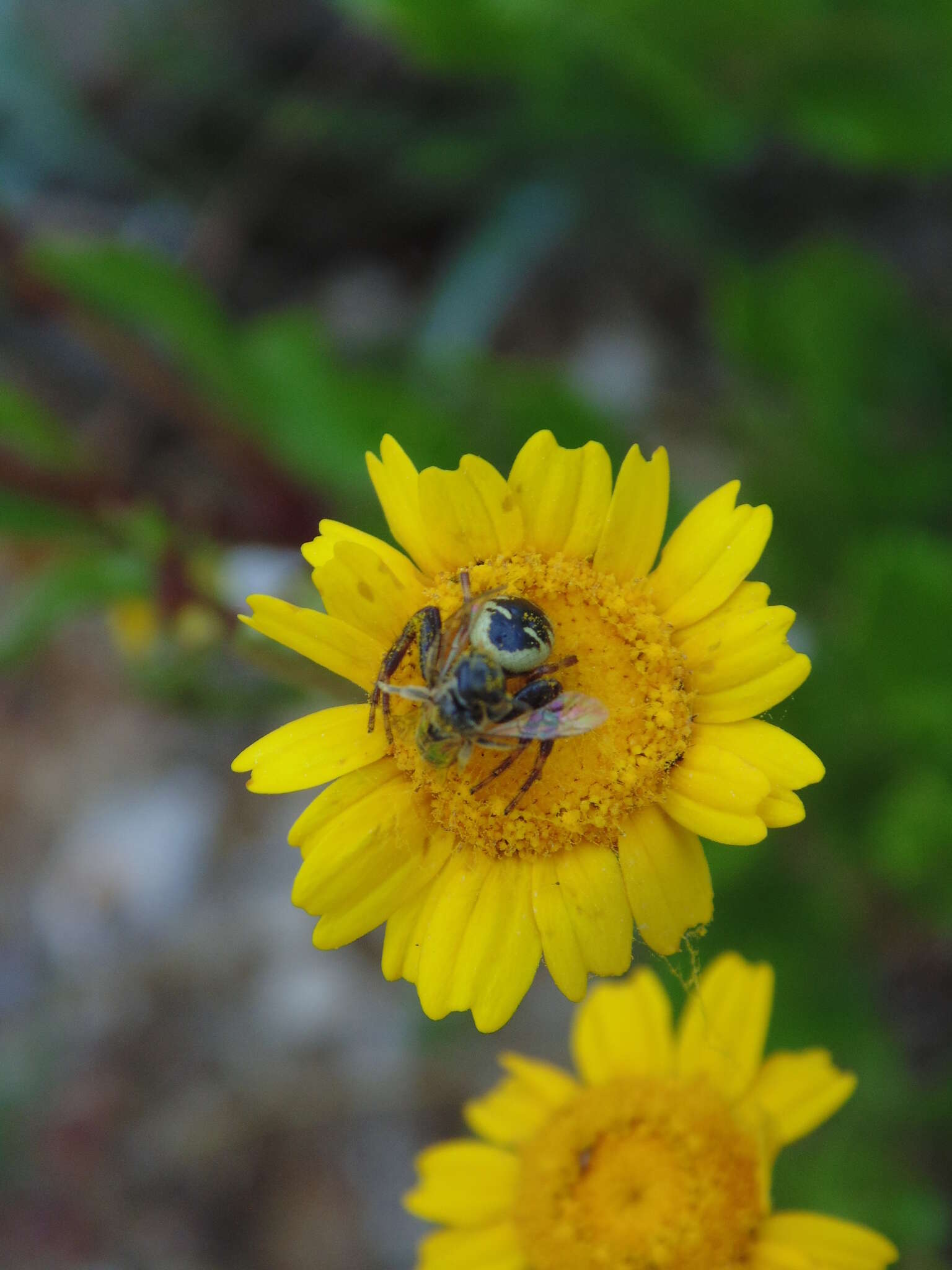 Image of Shiny crab-spider