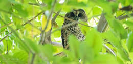 Image of Himalayan Owl