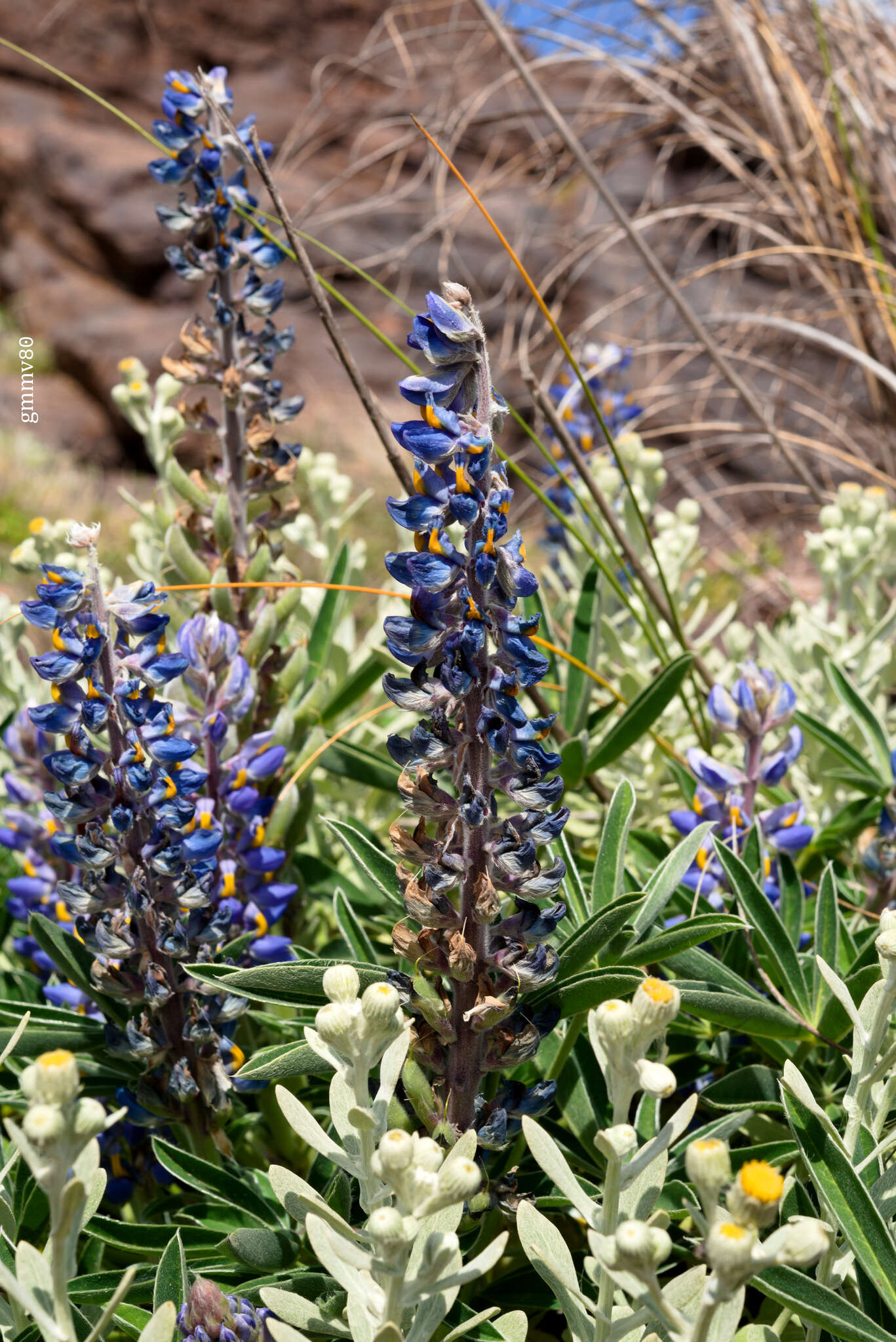 Image of Lupinus multiflorus Desr.