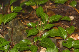 Image of Pyrola alboreticulata Hayata