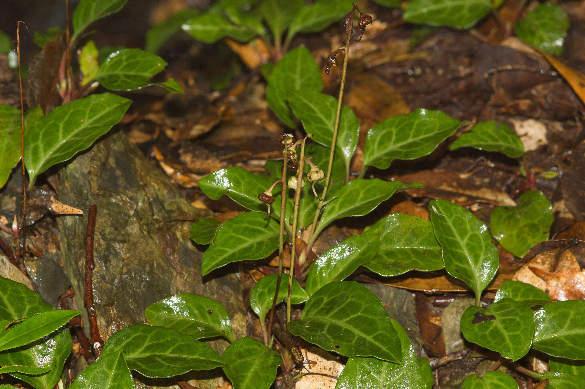 Image of Pyrola alboreticulata Hayata