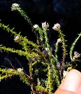 Image of Metalasia rogersii S. Moore