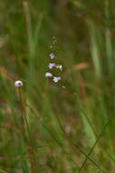 Image of Canby's Lobelia