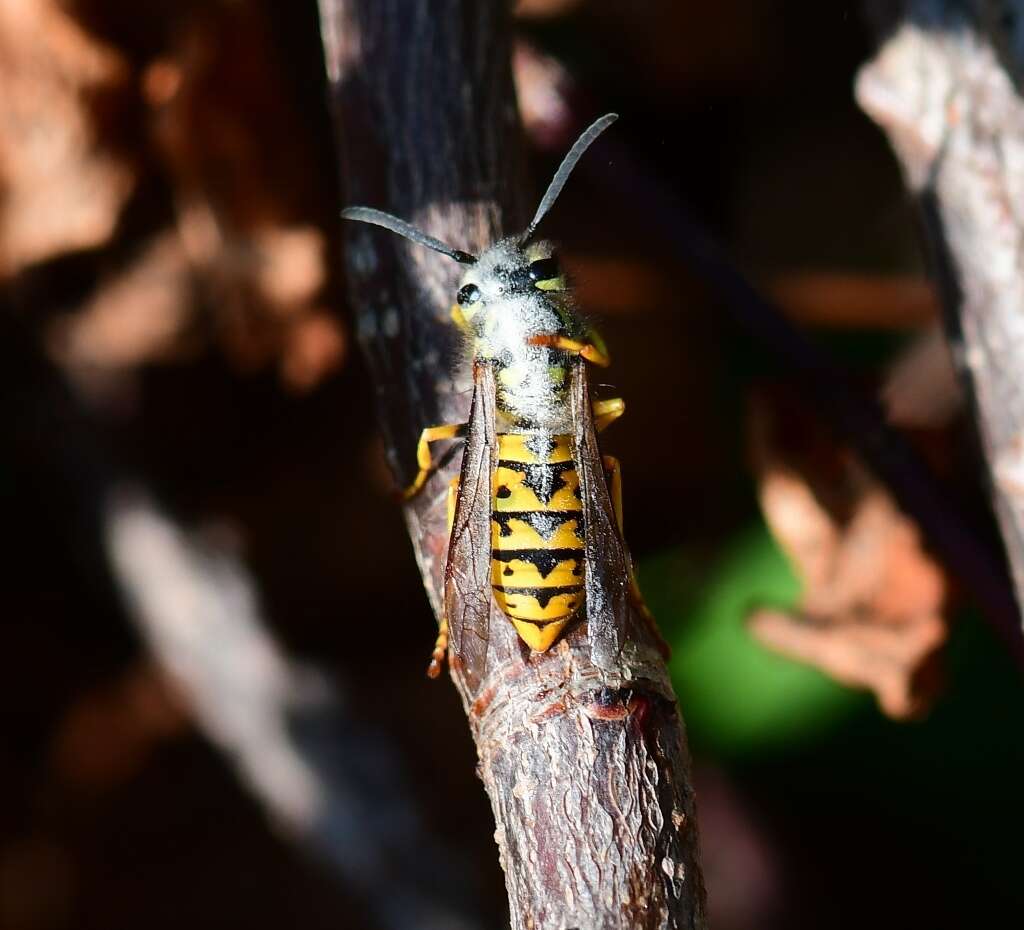 Plancia ëd Vespula germanica (Fabricius 1793)