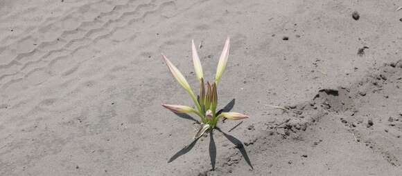 Image of Crinum crassicaule Baker