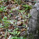 Sivun Allium siculum subsp. dioscoridis (Sm.) K. Richt. kuva