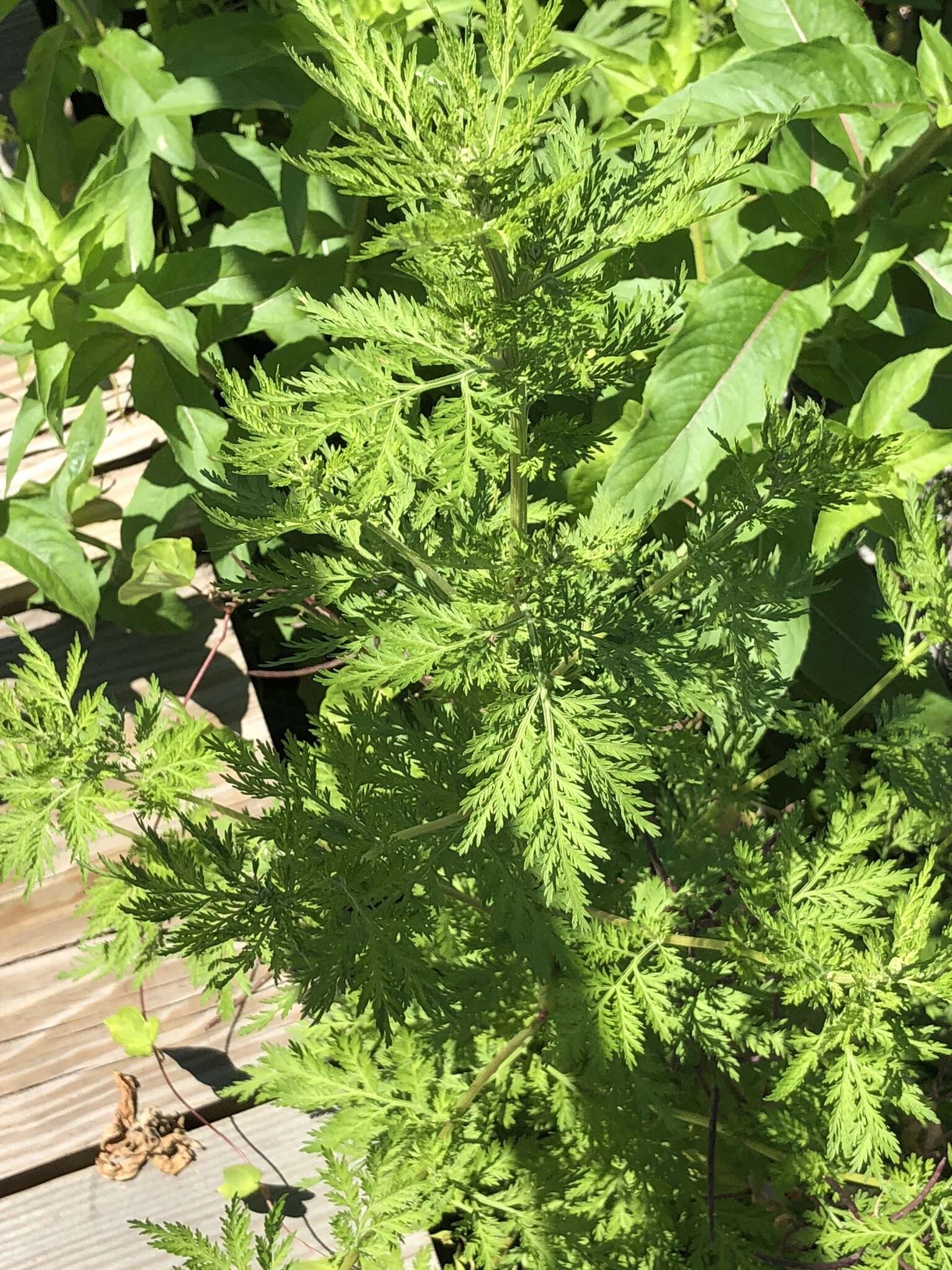 Imagem de Artemisia annua L.