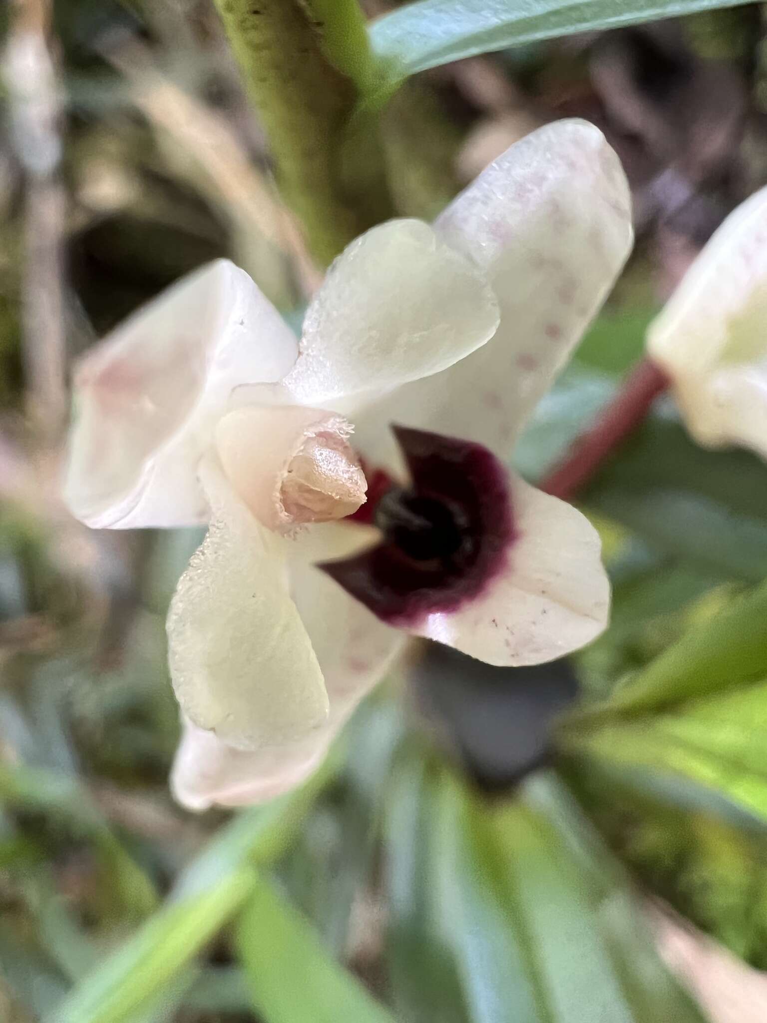 Image of Maxillaria lawrenceana (Rolfe) Garay & Dunst.