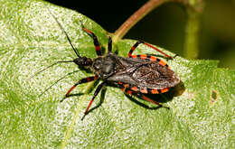 Plancia ëd Rhynocoris annulatus (Linnaeus 1758)