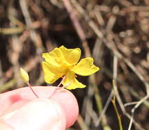 Image of Bisbee Peak rushrose