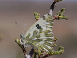 Слика од Pontia beckerii (Edwards 1871)