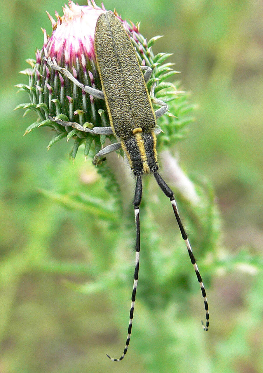 Image of Agapanthia (Epoptes) cynarae (Germar 1817)