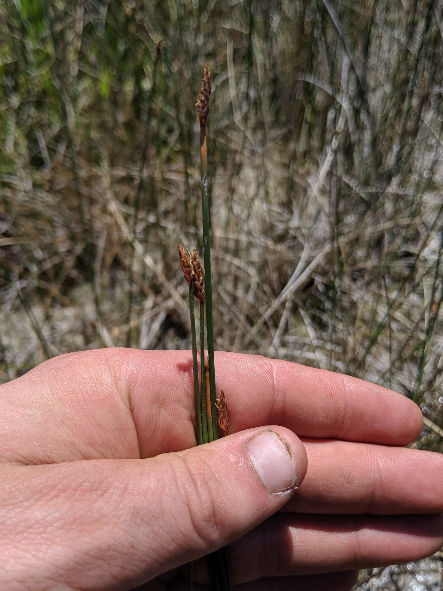 Imagem de Eleocharis quinqueflora (Hartmann) O. Schwarz