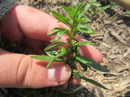 Image of lowland rotala