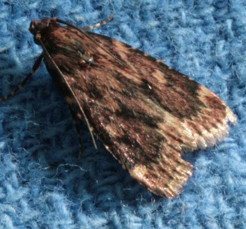 Image of Grease Moth