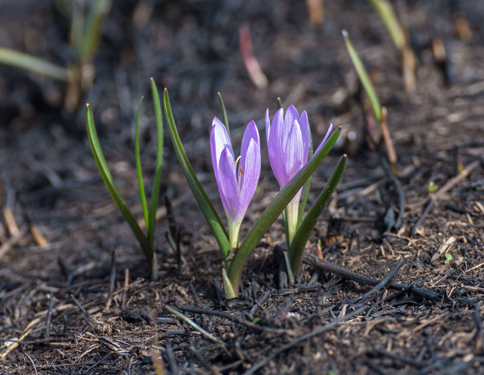 Image of Colchicum bulbocodium subsp. versicolor (Ker Gawl.) K. Perss.