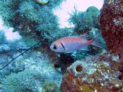 Image of Big-eyed Squirrelfish