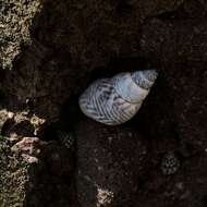 Image of zebra periwinkle