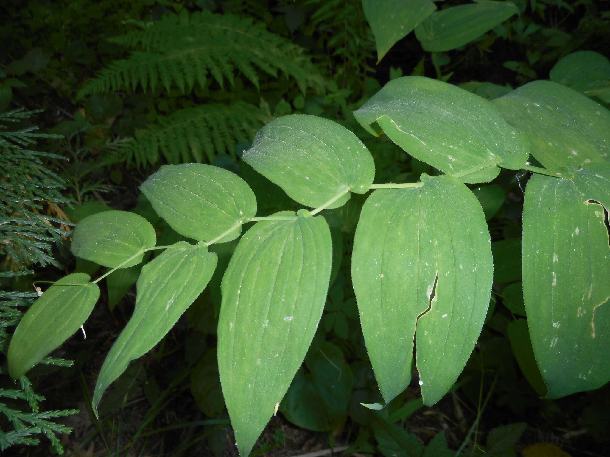 Streptopus amplexifolius (L.) DC.的圖片