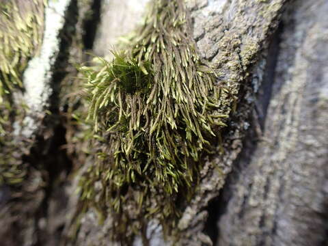 Image of pterigynandrum moss