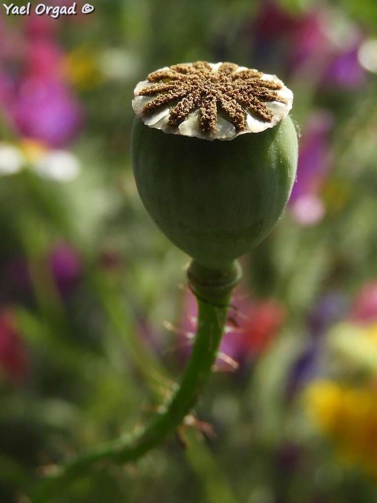 Imagem de Papaver umbonatum Boiss.