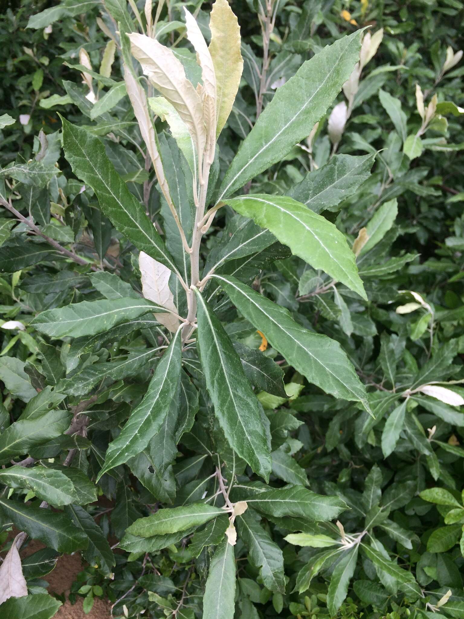 Image of Coastal silver oak