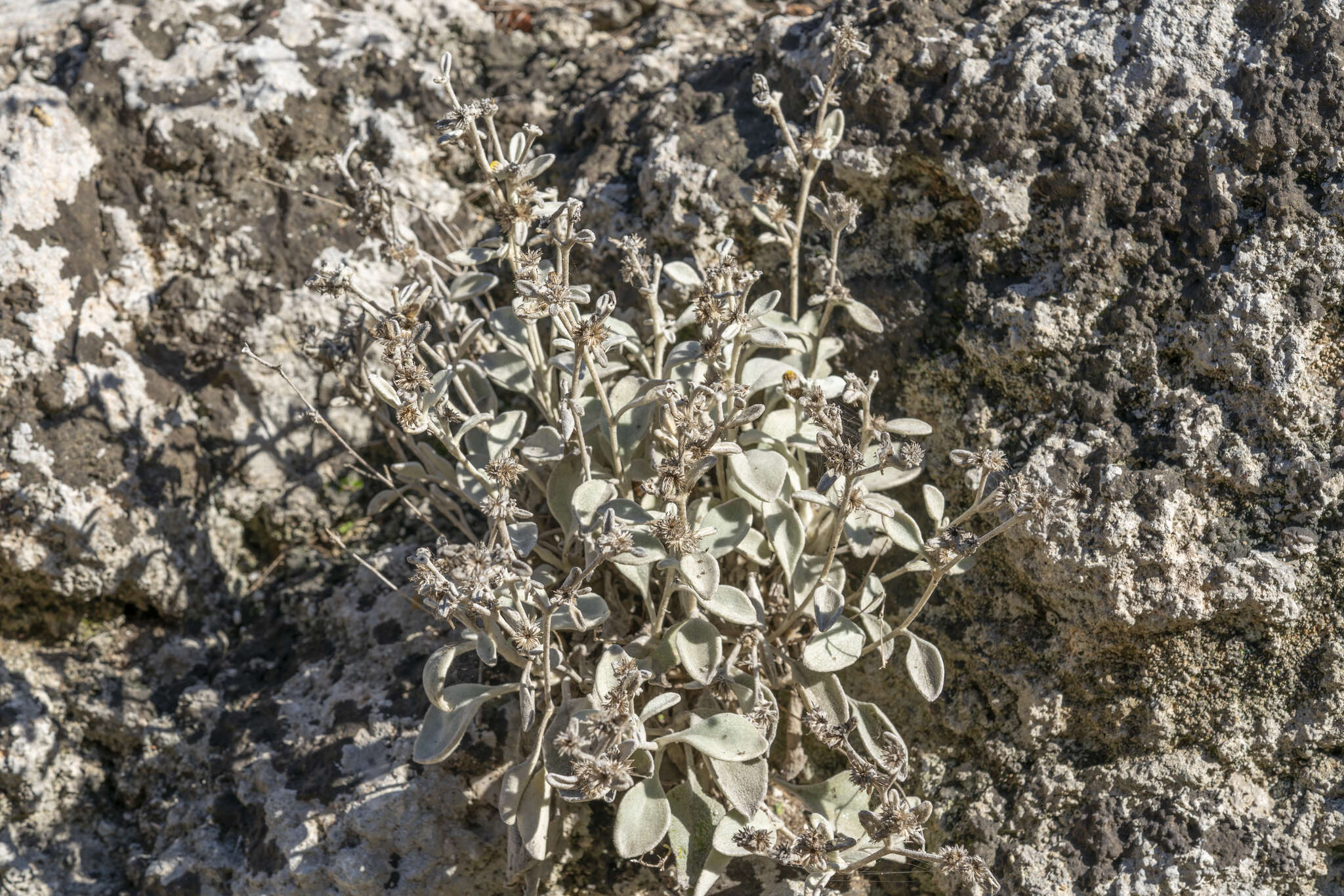 Image of Pentanema verbascifolium (Willd.) D. Gut. Larr., Santos-Vicente, Anderb., E. Rico & M. M. Mart. Ort.